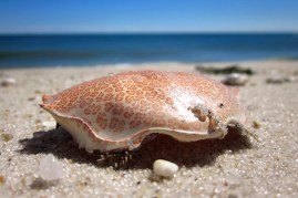 232323232fp63599gtnu3276gt776gt25gtWSNRCG37lt862729432nu0mrj_zps06d269c3